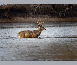 Wildlife