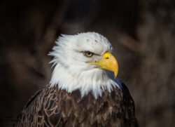 Eagles