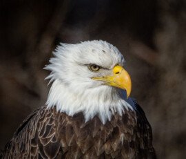 Eagles
