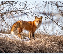 Fox