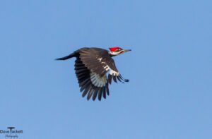 Pileated Woodpecker
