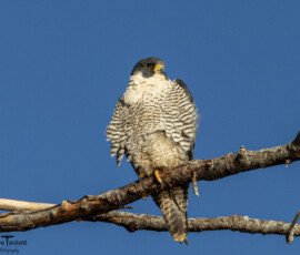 Raptor