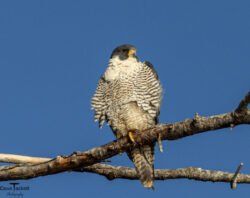 Raptor