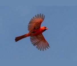 Songbirds