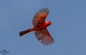 cardinal