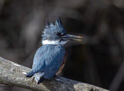 Kingfisher