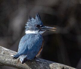 Kingfisher