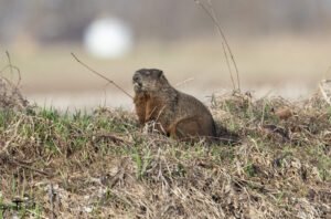 Wildlife