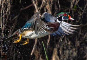 Ducks 1