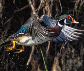 Ducks 1