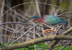 green heron