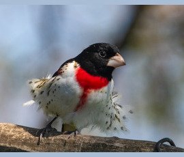 Songbirds