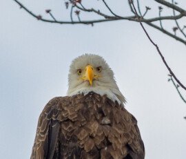 Raptor