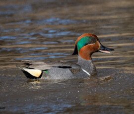 Duck 2