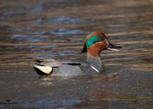 Duck 2