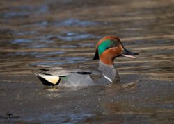 Duck 2