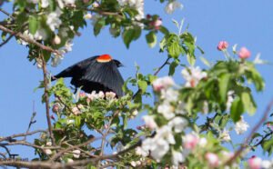 RW Blackbird