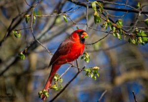 Cardinal