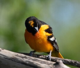 Songbird 2