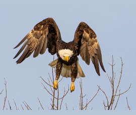 Eagle
