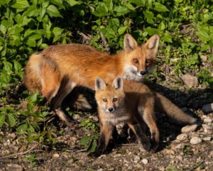 Wildlife
