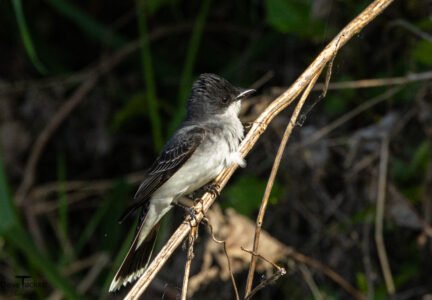Kingbird