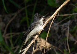 Kingbird