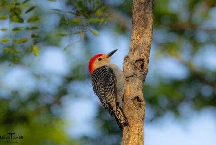 Redbellied Woodpecker