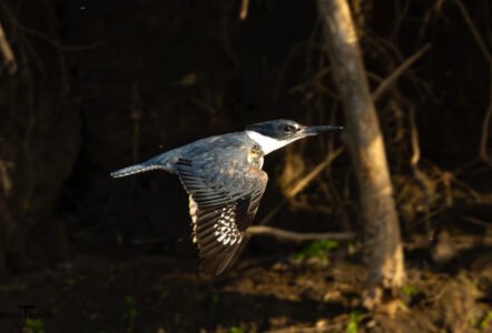 Kingfisher