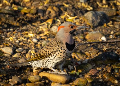 Flicker
