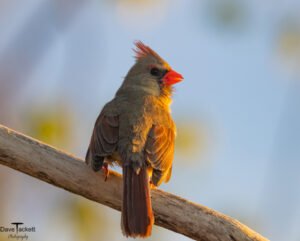 Songbirds 1