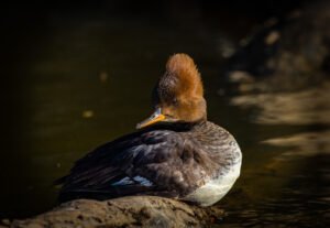 Ducks