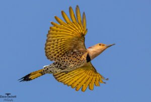 Songbird 2