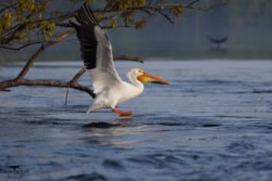 River birds