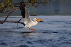 River birds