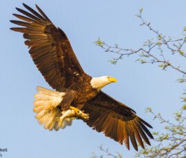 Bald Eagle