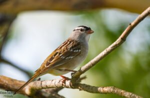 Whitecapped Sparrow