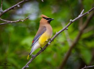 Cedar Waxwing