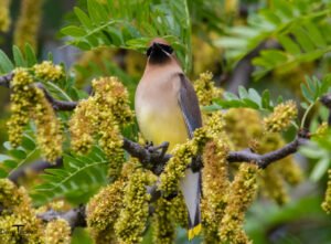 Cedar Waxwing