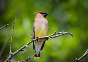 Cedar Waxwing