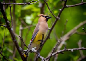 Cedar Waxwing