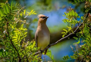 Cedar Waxwing
