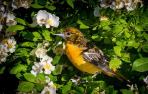 Baltimore Oriole