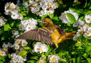 Baltimore Oriole