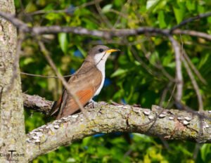 Yellow Billed Cuckou