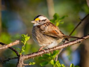 Whitecapped Sparrow