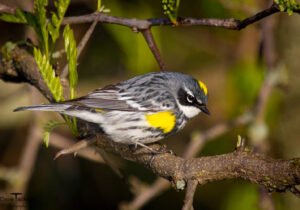 Yellow-rumped Warbler