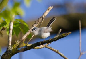 Titmouse