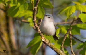Titmouse