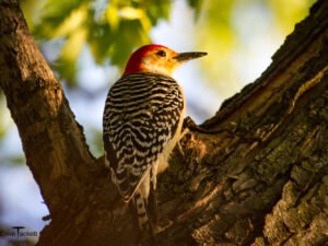 RB Woodpecker
